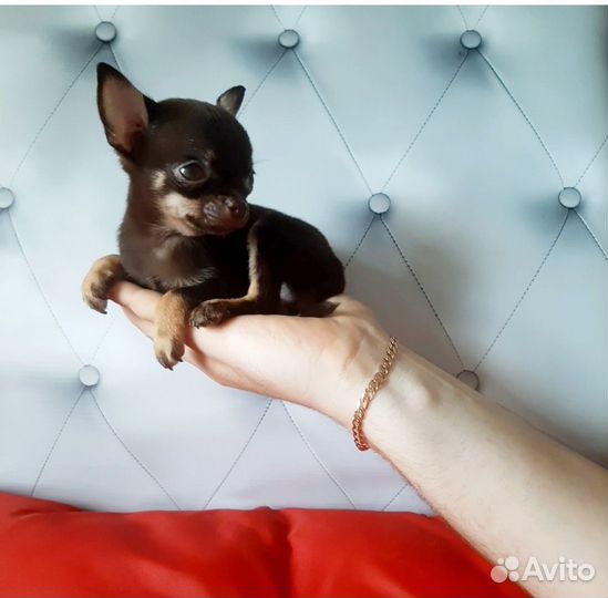 Мальчик Чихуахуа