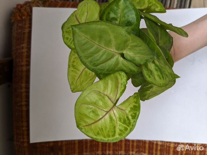 Сингониум mango allusion