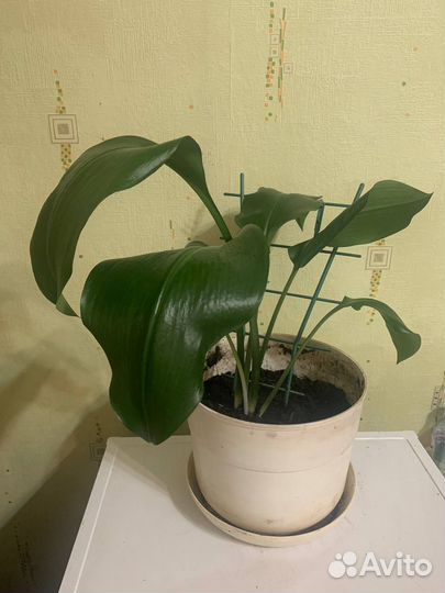 Эухарис амазонская лилия