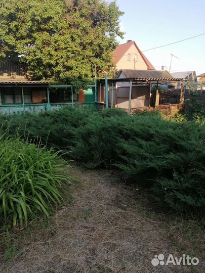 Можжевельник казацкий