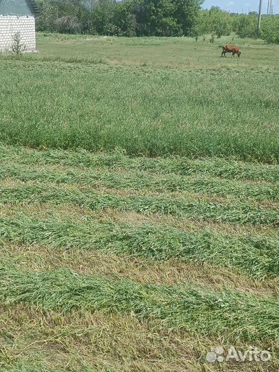 Сено в тюках