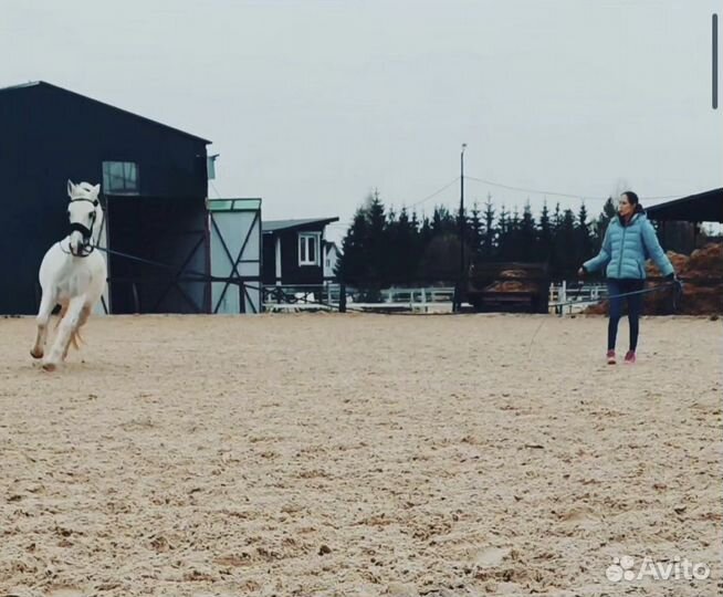 Лошадь в аренду