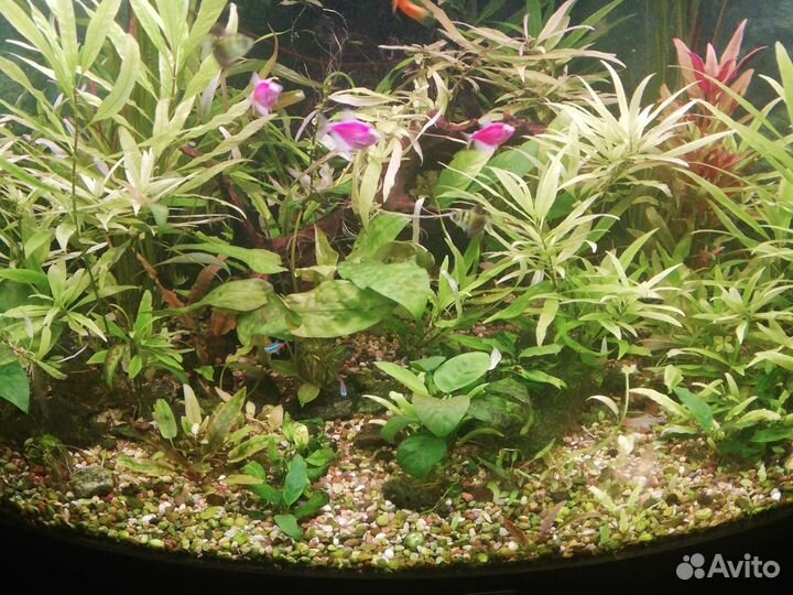 Аквариум juwe Trigon 350 черный