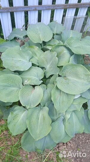 Бересклеты, армерия, роджерсия и др