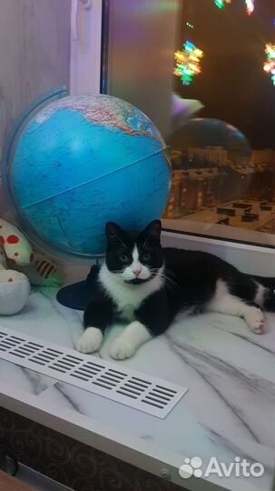 Кошка ищет хозяина