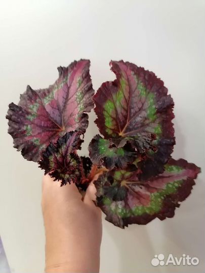 Бегония декоративно лиственная