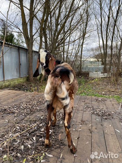 Козел для вязки