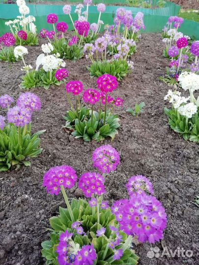 Примула полиантовая, мелкозубчатая,саженцы