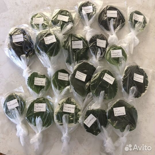 Сортовые фиалки листочки срез