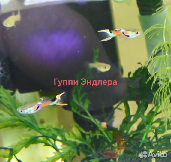 Аквариумные рыбки