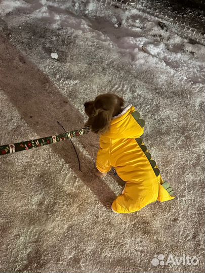 Комбинезон для собаки