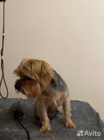 Стрижка животных