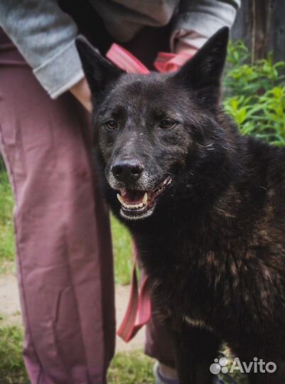 Собака улыбака