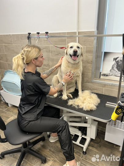 Груминг собак, тримминг, экспресс линька модель