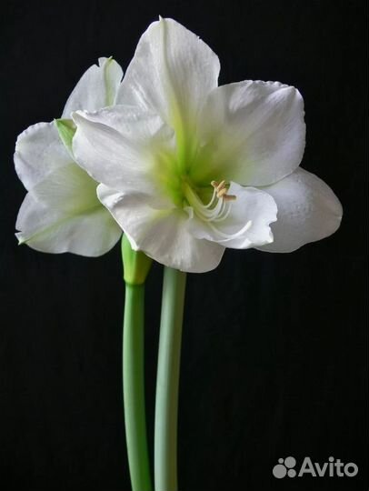 Луковицы амариллиса. бронь