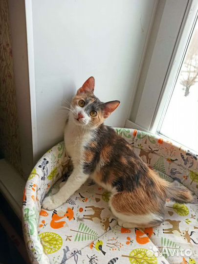 Кошка бесплатно