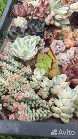 Суккуленты