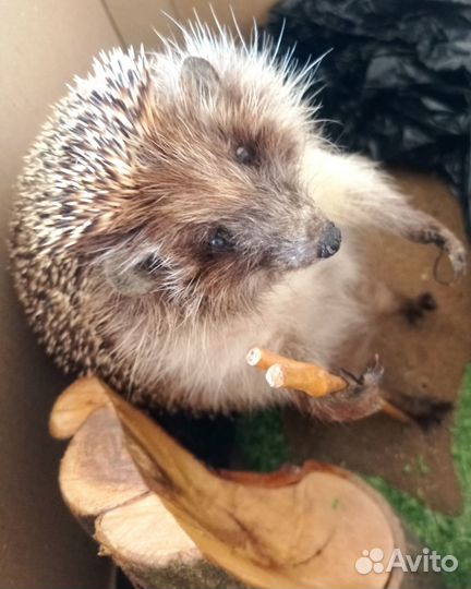 Чучело ёжика