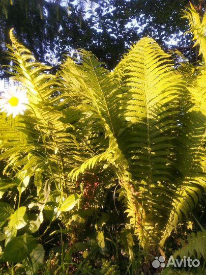 Папоротник садовый