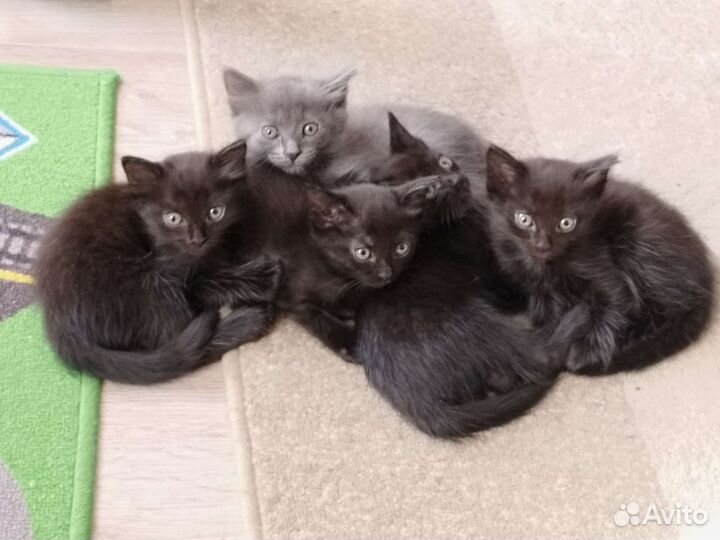 Кошка в дар бесплатно