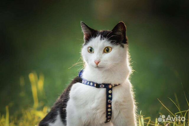 Удивительная кошечка в дар