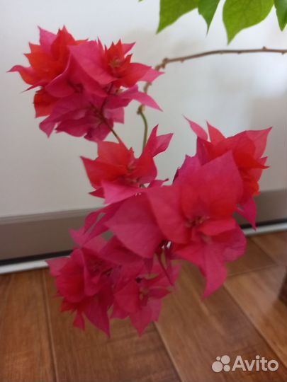 Бугенвиллия