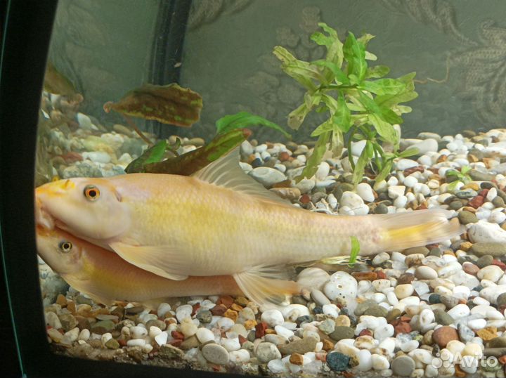 Аквариумные рыбки