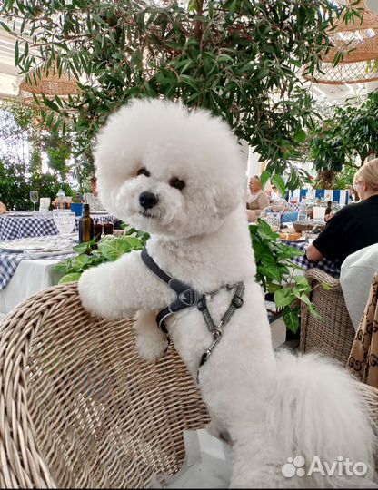 Вязка, Бишон Фризе