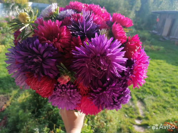 Букет из астр