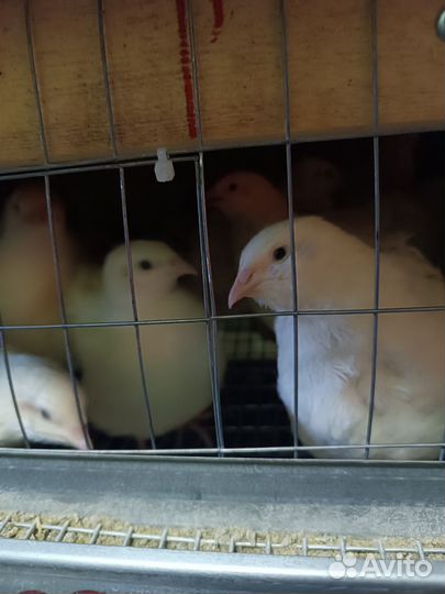 Яйцо перепела столовое,инкубационное.Цыплята