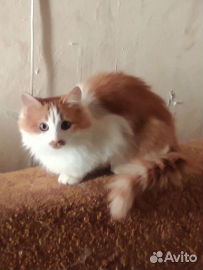 Кот Дик ищет дом