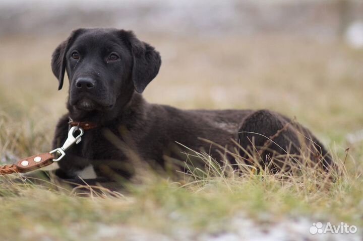 В добрые руки
