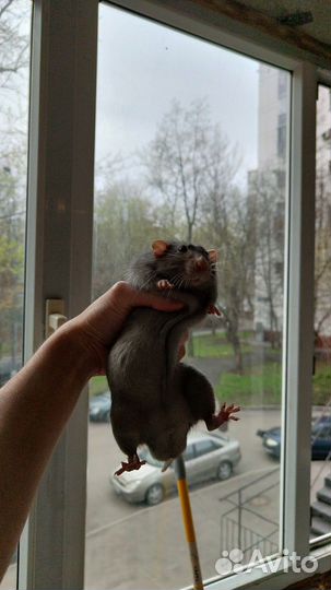 Декоративные крысы с клеткой