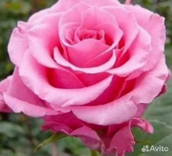 Пионы - Розы саженцы