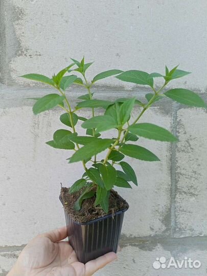 Гортензии метельчатые, есть Самарская Лидия