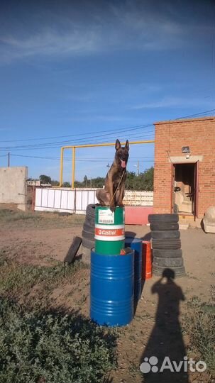 Дрессировка и воспитание собак