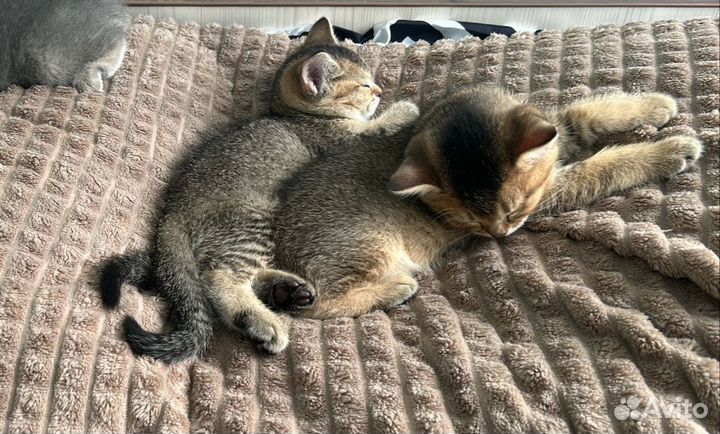 Котята британские