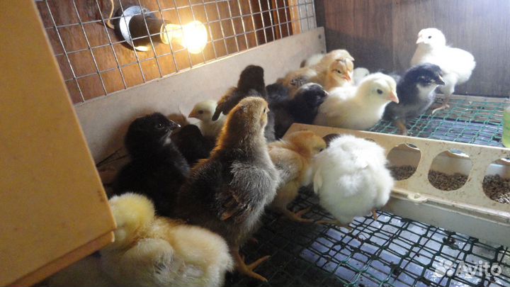 Домашняя птица