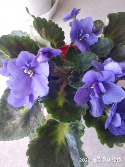 Фиалки разные