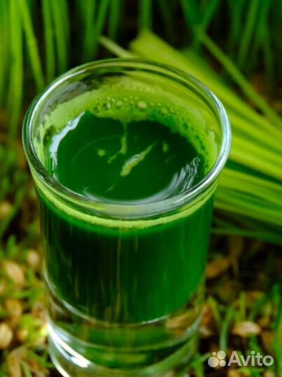 Сок ячменя для укрепления костей