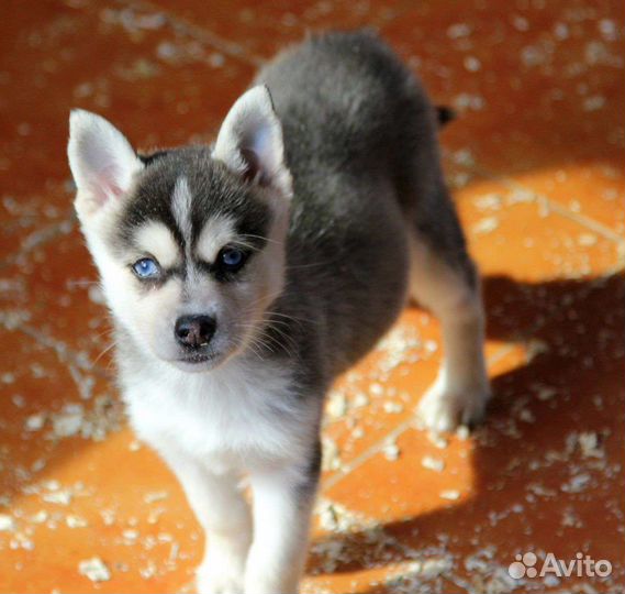 Помски супер мини хаски