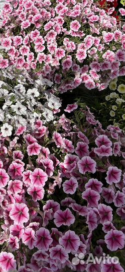 Рассада петунии и калибрахоа