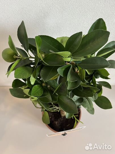 Растение Каламондин