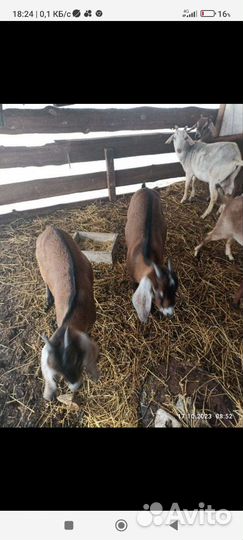 Коза нубийская