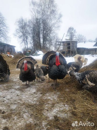 Индюки индюшата