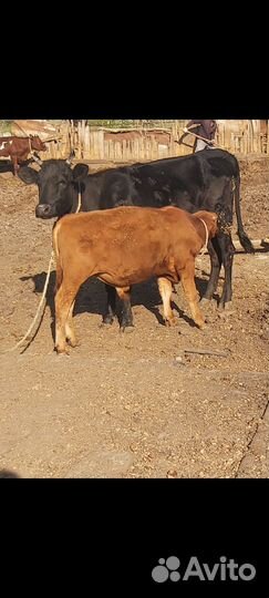 Телята и бычки