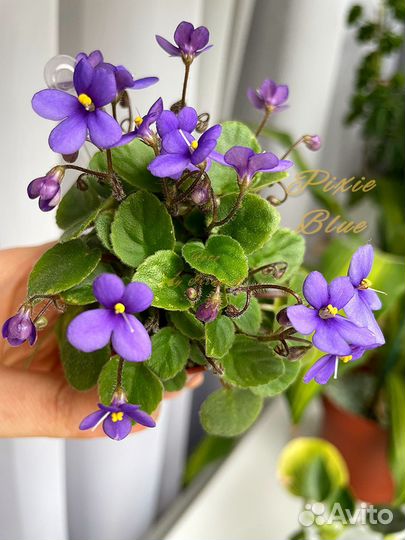 Фиалки набор