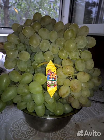 Чубуки, черенки, рассада винограда