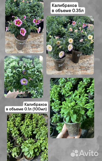 Калибрахоа