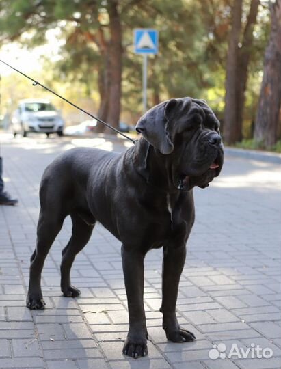 Кобель вязка Кане Корсо